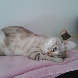 Nelly Fellnase