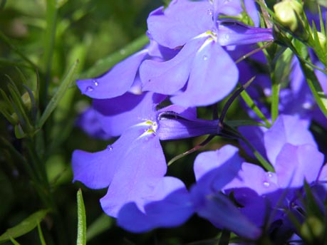Lobelia erinus - Campaulaceae
