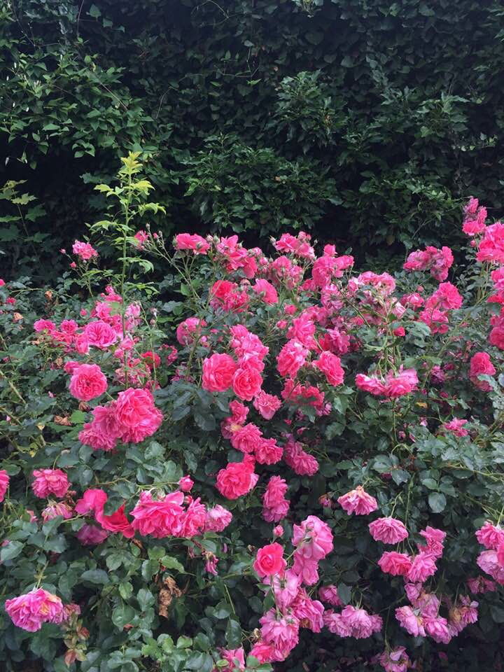 Unsere Rosen