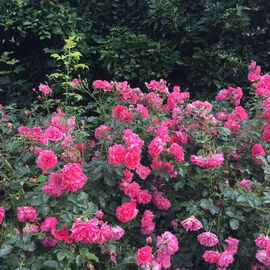 Unsere Rosen