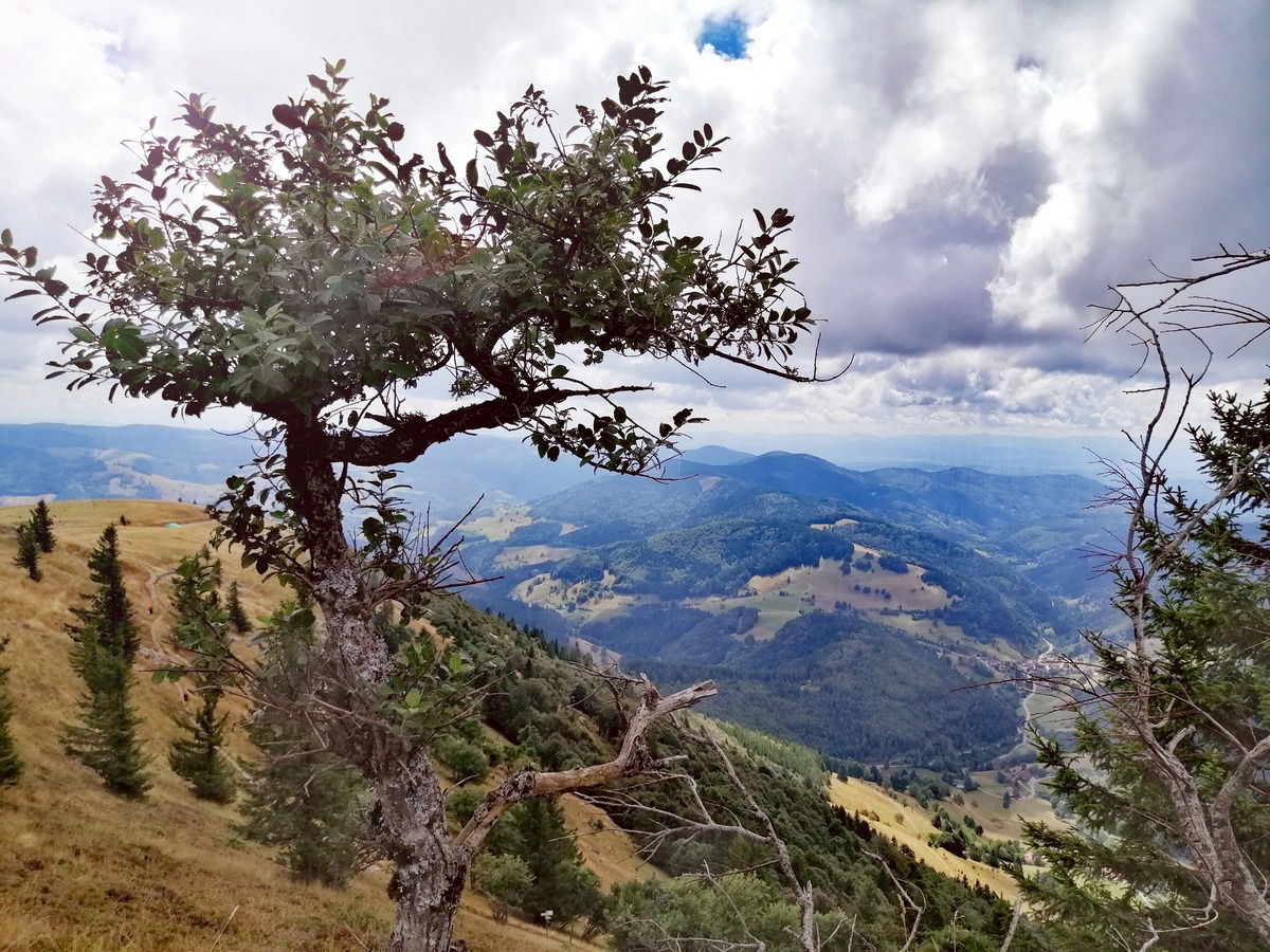 Blick vom Belchen 2022