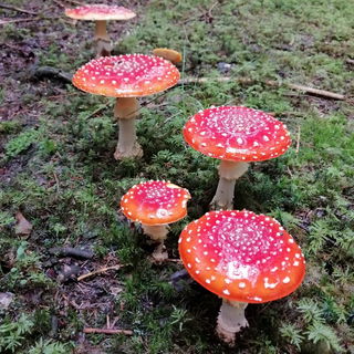 Frisch lackiert... Sept...