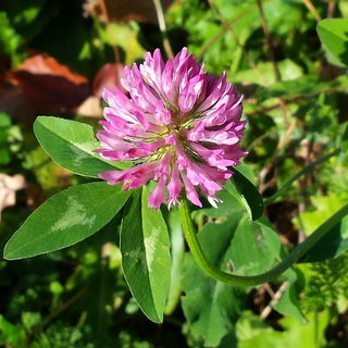 Pink Clover