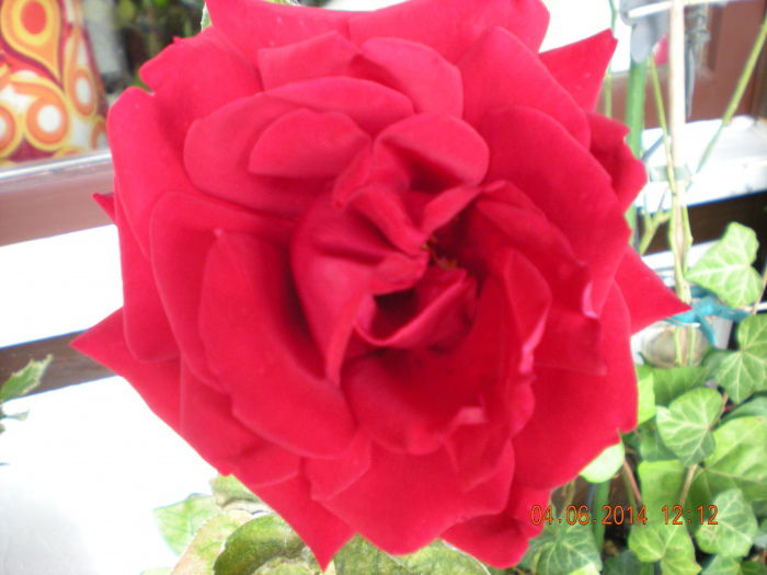 Sogar meine Rose duftet....