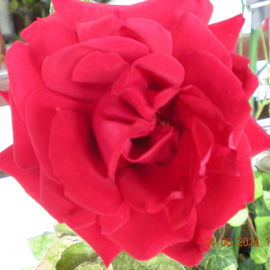 Sogar meine Rose duftet...