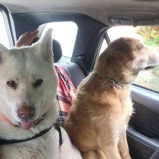 Diese beiden Mädchen (...