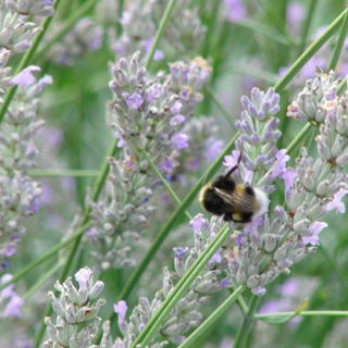 Summ, summ, summ... :-)...