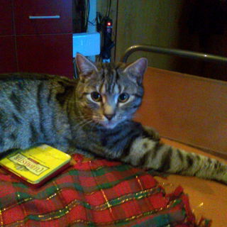 23.12.2012 Toni, er kan...