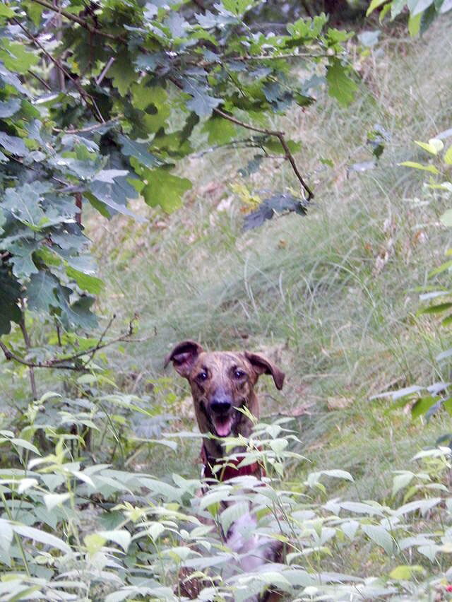 Wenn der Hund das Kuckuck-Spiel spielt ;-)