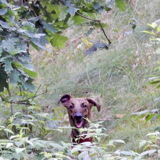 Wenn der Hund das Kucku...