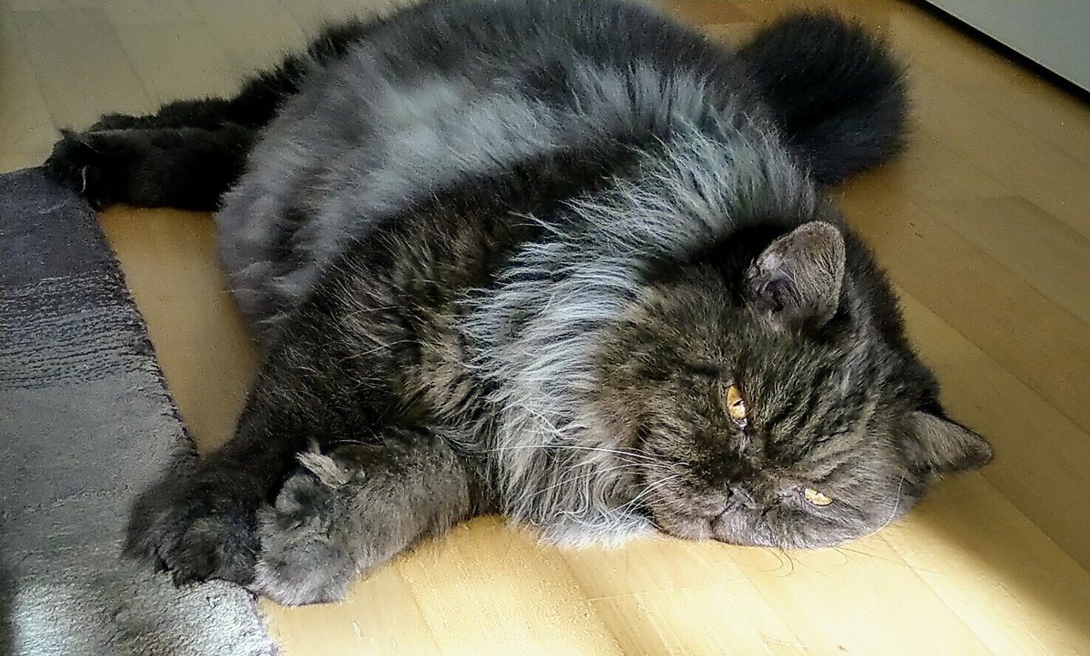 Großer Hexenkater