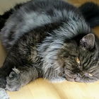 Großer Hexenkater