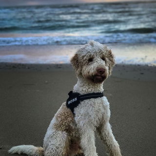 Finn in Noordwijk