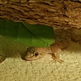 Gecko oder Baby-Alligat...