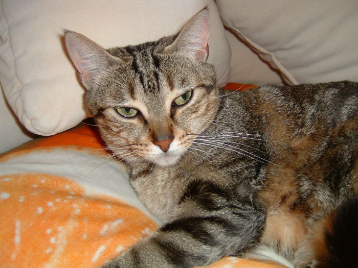 Der liebe Kater wurde voll geweckt