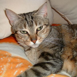 Der liebe Kater wurde v...