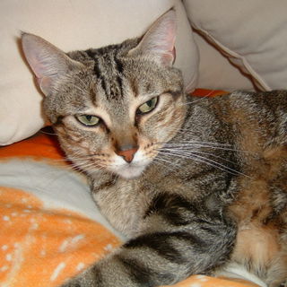 Der liebe Kater wurde v...