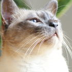 Cyrus