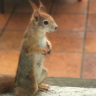 .... mein Haushörnchen...