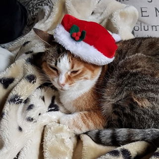 Isella spielt heute Wei...