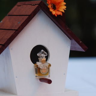 Luxusmeise sucht Nachmi...