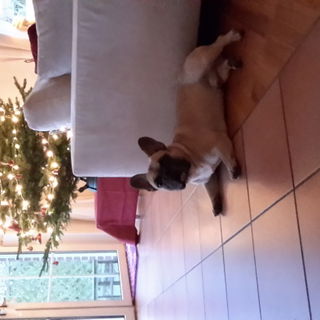 Unser geliebter Hugo ha...