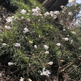 Stern-Magnolie