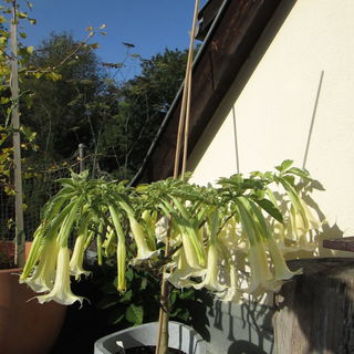 Ende September, letzte ...