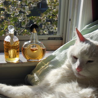 The verdict is in: HRH ...