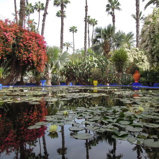 Marokko: Jardin Majorel...