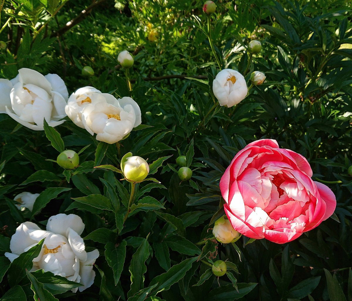Pfingstrosenblüte im Palmengarten