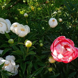 Pfingstrosenblüte im P...