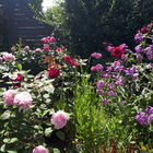 In meinem Garten