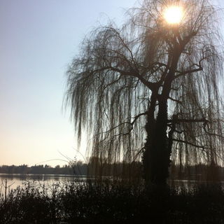 Am See: Avalon