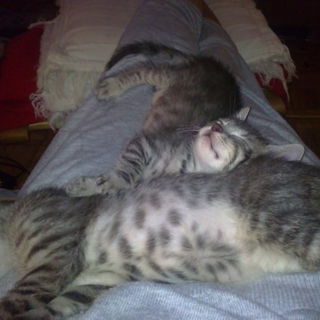 Jeden Abend das gleiche...