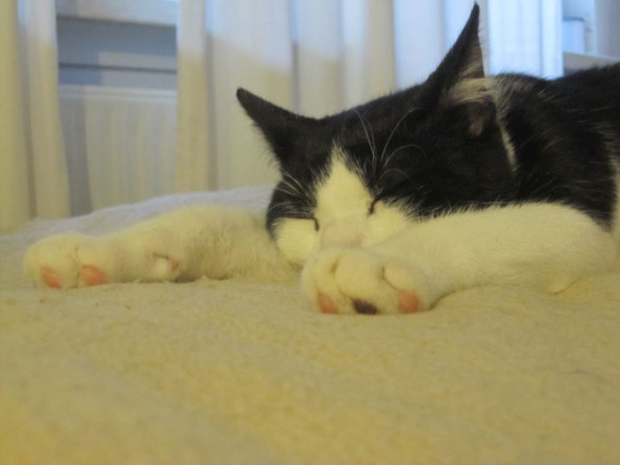 Ein Jungkaterleben ist eeeeeeeeeeeeeeeeeeeeeextrem anstrengend