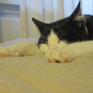 Ein Jungkaterleben ist ...