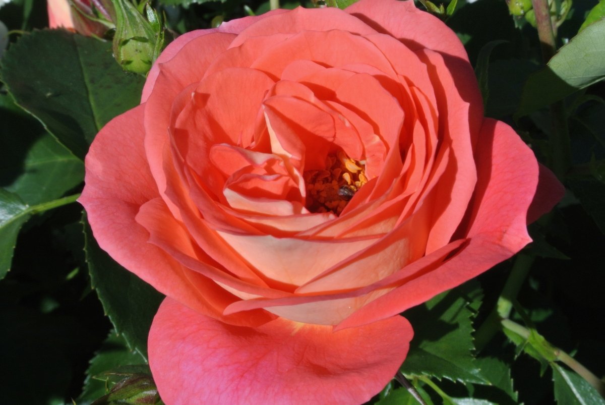 Insekt in den Blütenpollen