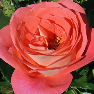 Insekt in den Blütenpo...