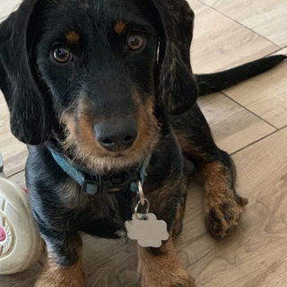 Unser "Kleiner" Rauhaar...