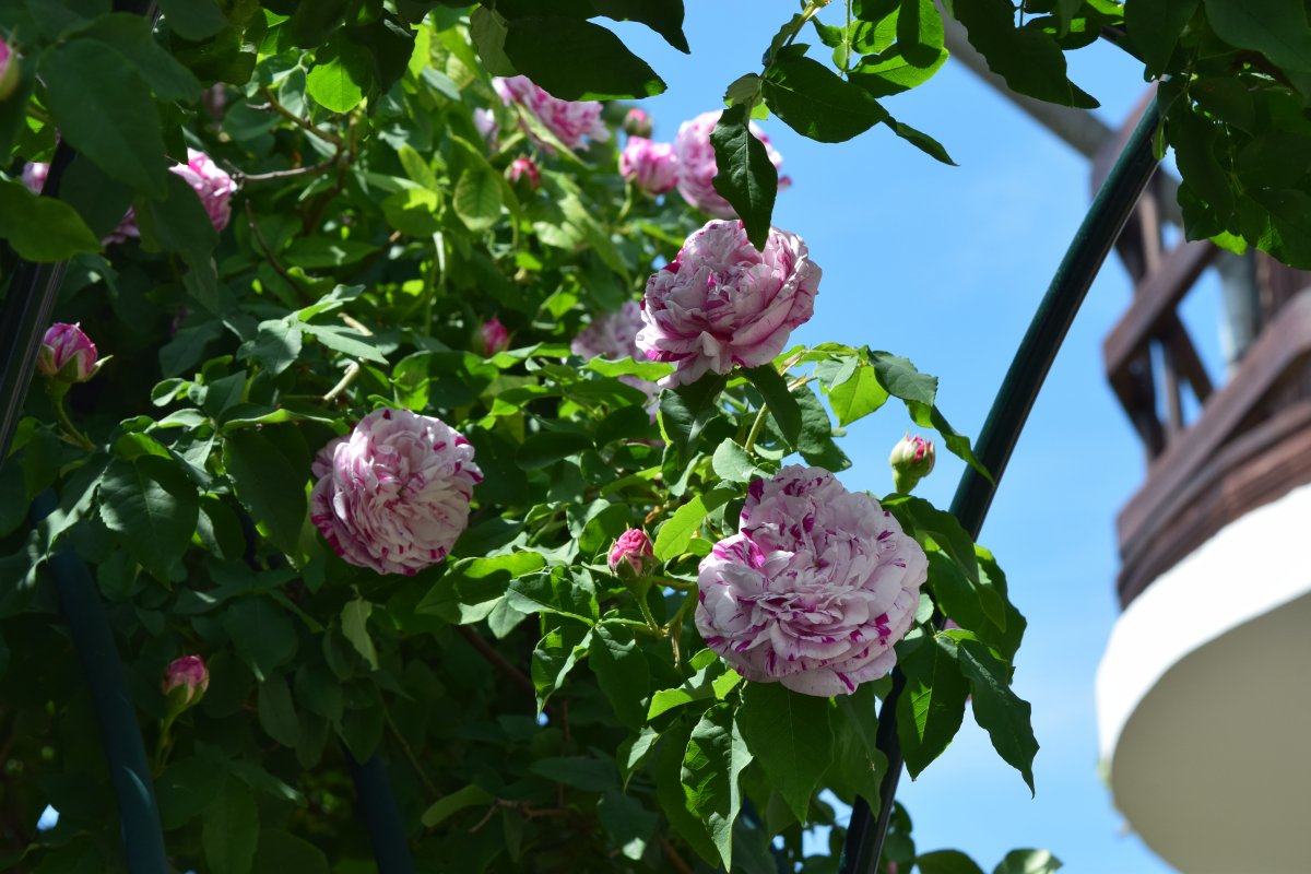Beauties in the garden