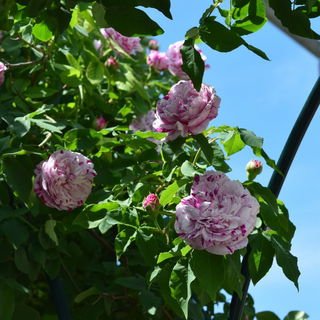Beauties in the garden...