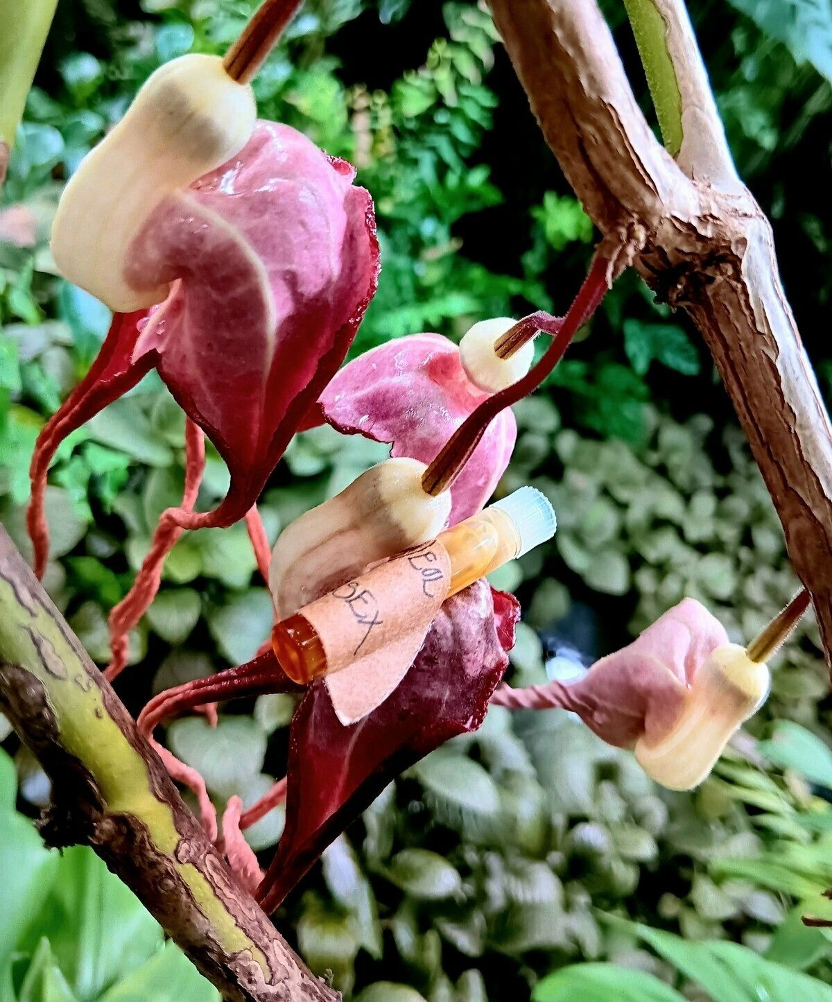 "Plant Sex" von Wild Veil Parfums