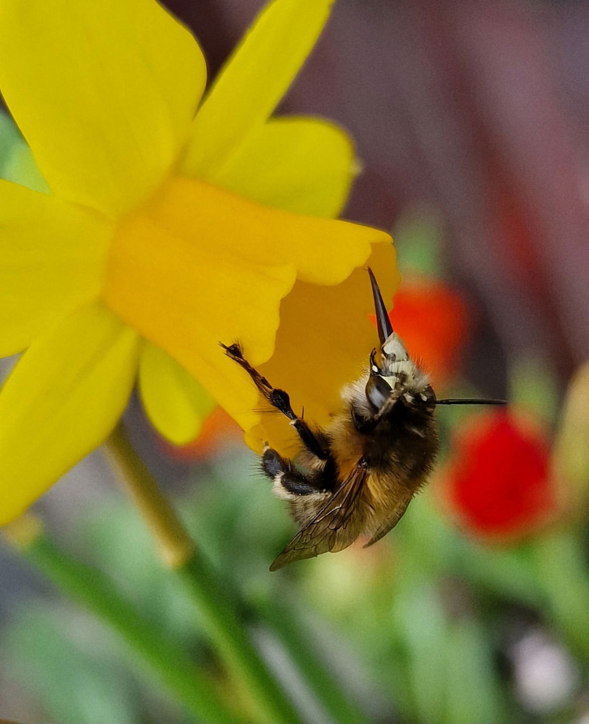 Die Biene ist ein Rüsseltier 🥰🥰🐝🐝