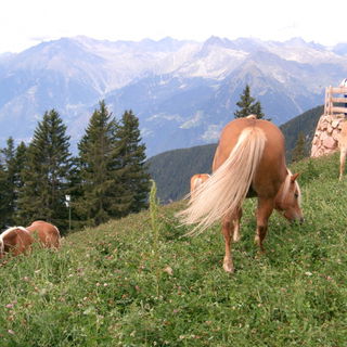 Haflingerstuten auf der...