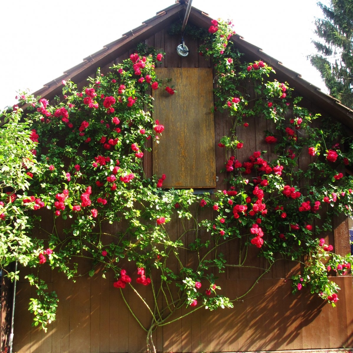 Ein Andenken an meine Mutter. Ihr wunderschöner Rosenstock am Schopf.
