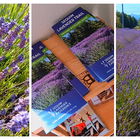 Visiting the Lavender C...