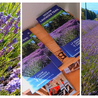 Visiting the Lavender C...