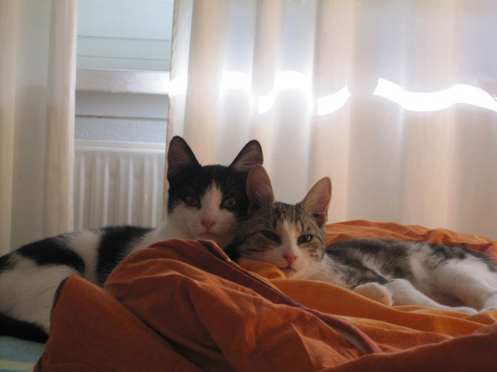 Die da so scheinbar friedlich liegen, planen in Wirklichkeit den nächsten Coup