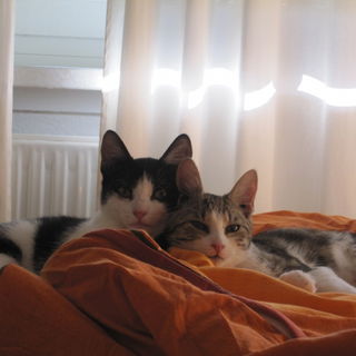 Die da so scheinbar fri...